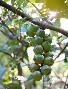 Macadamia nuts on the tree - Torere Macadamias